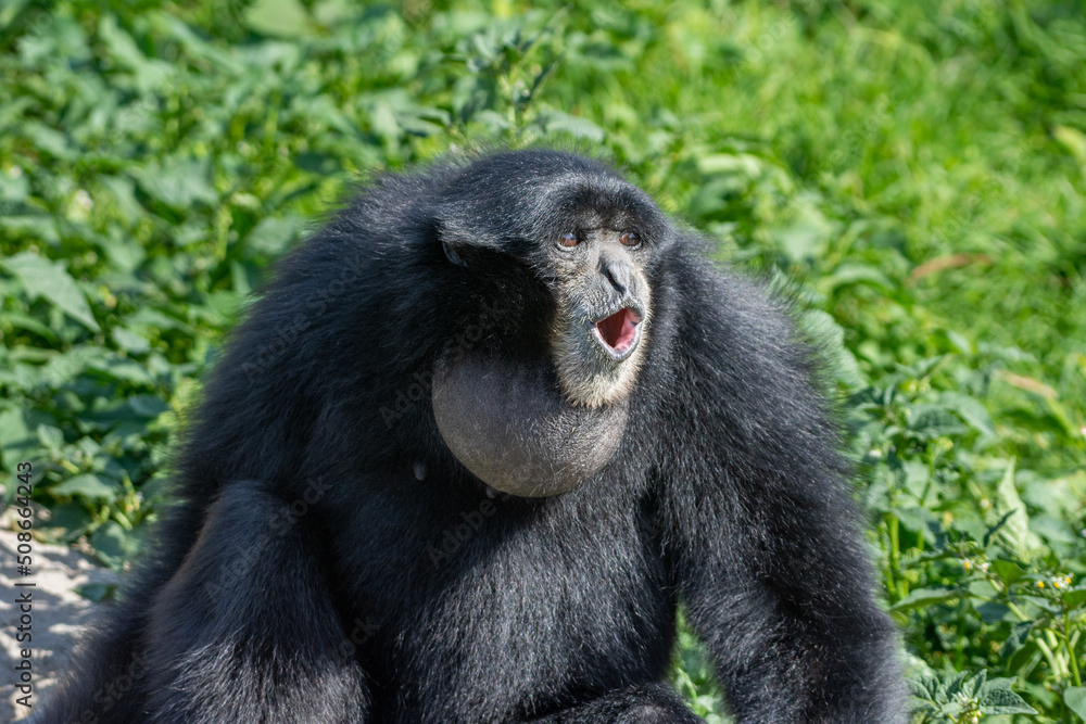 Siamang (Symphalangus syndactylus) a loud black gibbon from Thailand, Malaysia and Indonesia