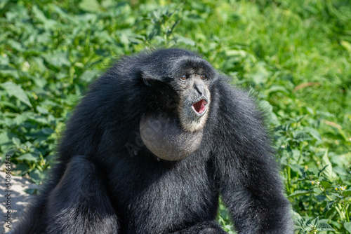 Siamang (Symphalangus syndactylus) a loud black gibbon from Thailand, Malaysia and Indonesia