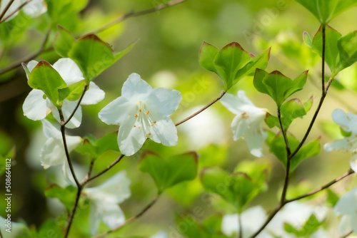 Goyoutsutsuji (Cork azalea)
