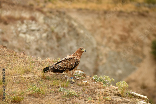 Aguila imperial semiadulto