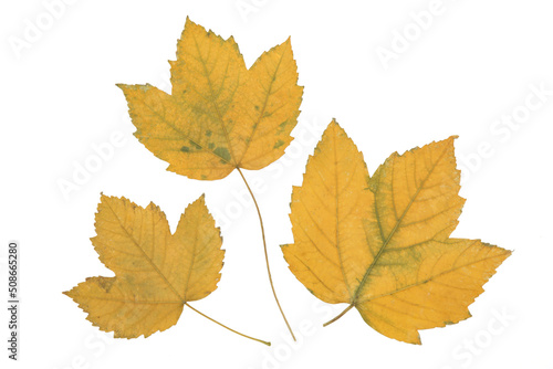 Beautiful dried autumn maple leaves isolated on white background