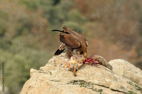 Joven aguila real come un zorro