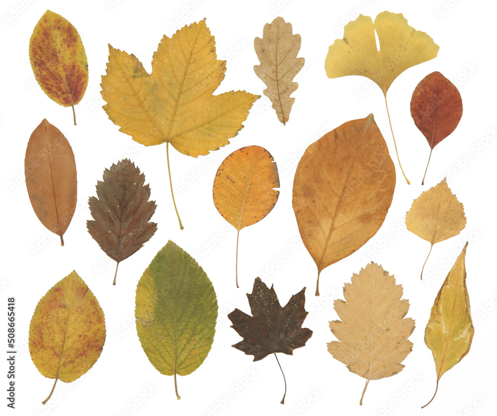 Collection of beautiful various dried autumn leaves isolated on white background Collection of beautiful various dried autumn leaves isolated on white background