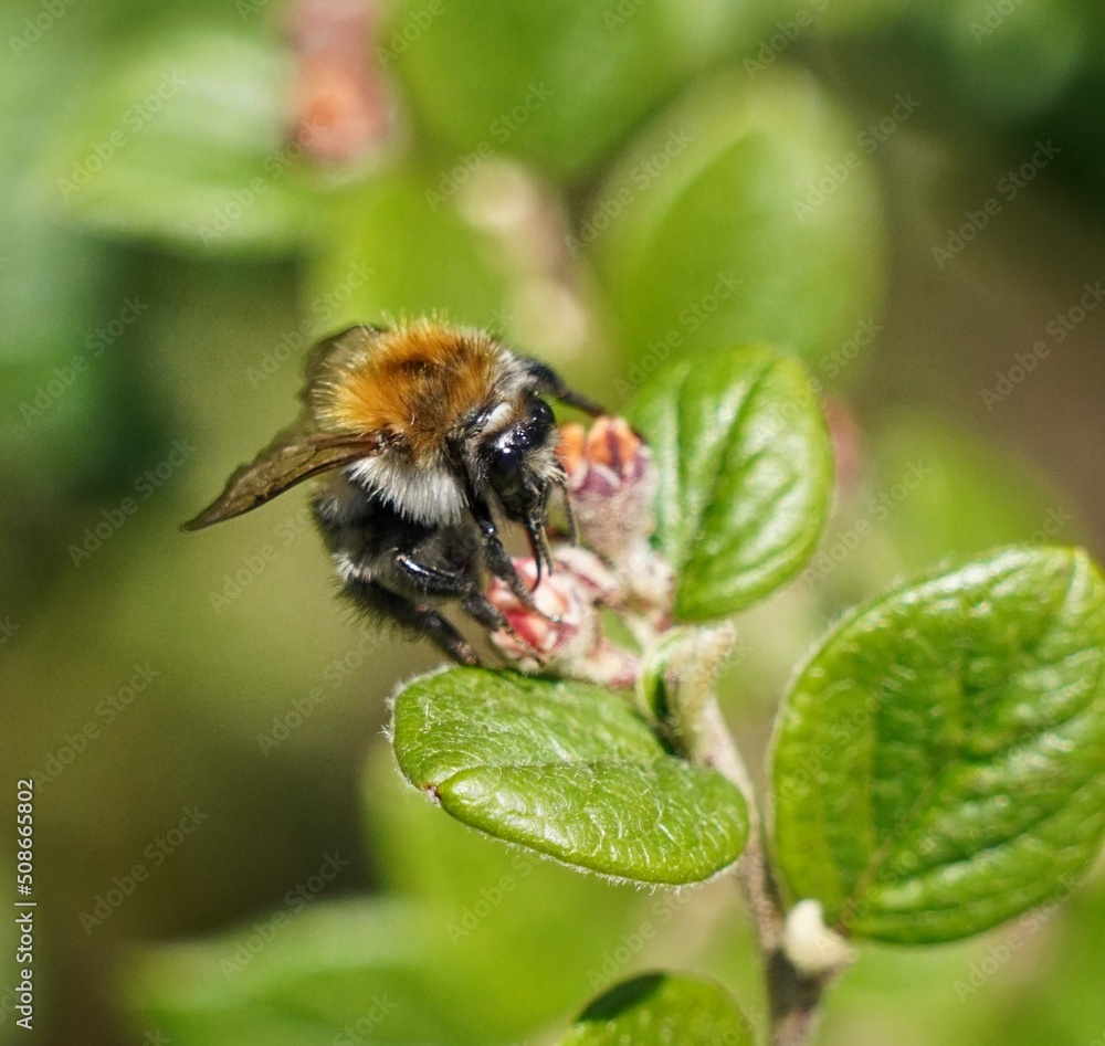 bee on a flower bee on a flower