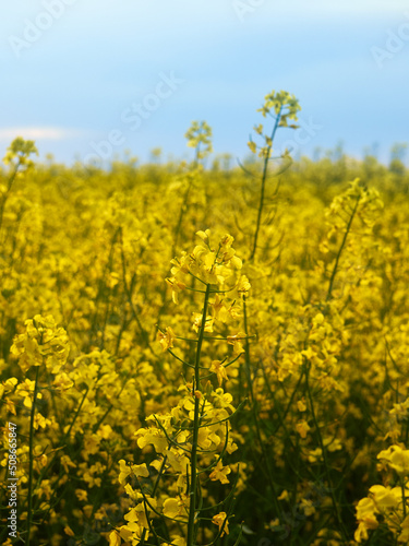 Scenic rural landscape with yellow rape. Yellow flower with blue sky.