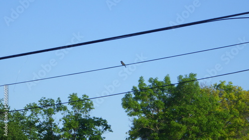 birds on wires
