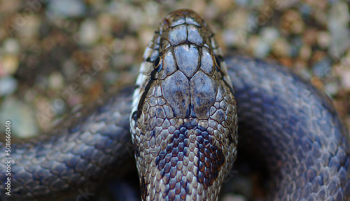 close up of a snake