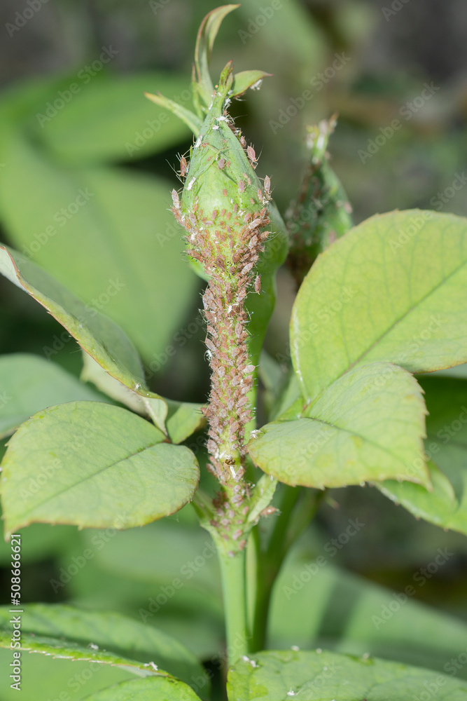 Rose bud infested by a colony of pink aphids Rose bud infested by a colony of pink aphids