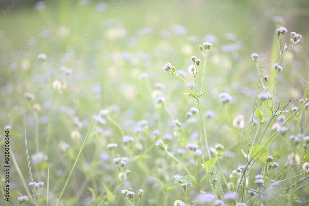 Delicate Poaceae grass flower in a daylight Delicate Poaceae grass flower in a daylight