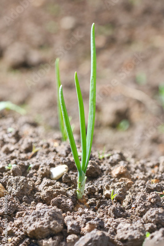 Young seedling of onion sprouts in the garden. Shallow depth of field.