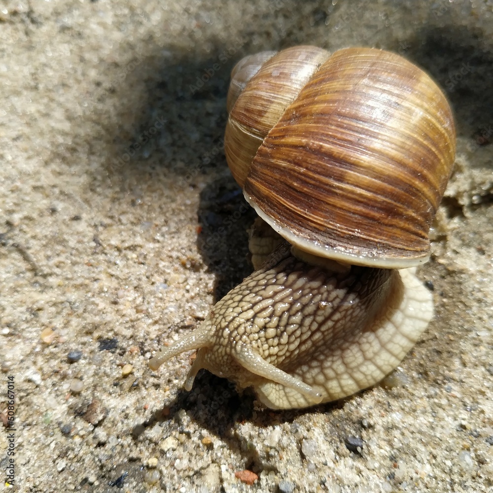 snail crawling on the sand close-up, nature background with copy space, wallpaper snail crawling on the sand close-up, nature background with copy space, wallpaper