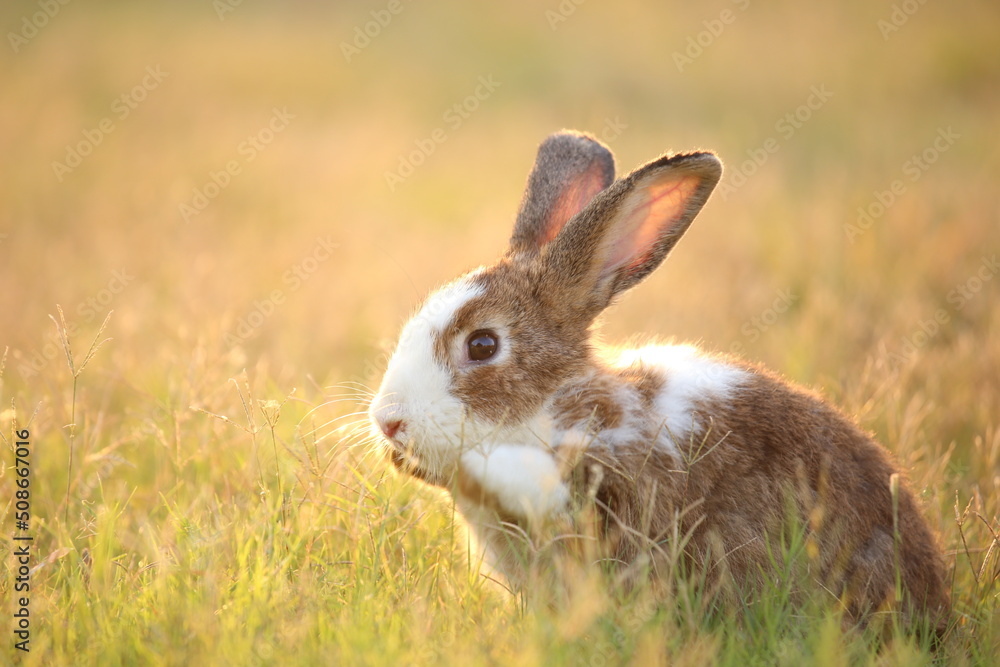 Fototapeta premium Rabbit in green field and farm way. Lovely and lively bunny in nature with happiness. Hare in the forest. Young cute bunny playing in the garden with grass and small flower in dreamy golden light.