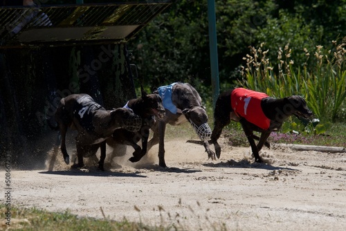 Start of 4 furious black greyhounds racing at full speed on a racetrack on a sunny day in Chatillon la palud in France