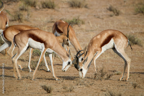 Springbok rams rutting in the Kgalagadi  South Africa