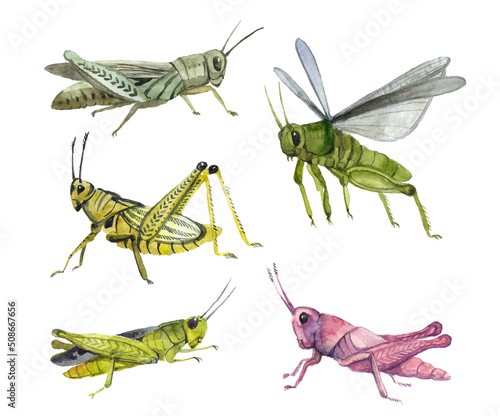 Fotografia Watercolor sticker, funny, single object, tropical floral, decoration, grasshopp