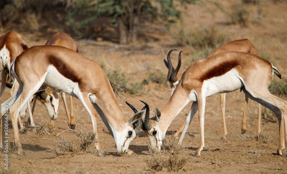 Springbok rams rutting in the Kgalagadi, South Africa Springbok rams rutting in the Kgalagadi, South Africa