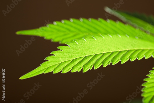  macro marijuana leaf, hemp plant, brown background