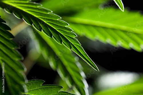  macro marijuana leaf, hemp plant, black background