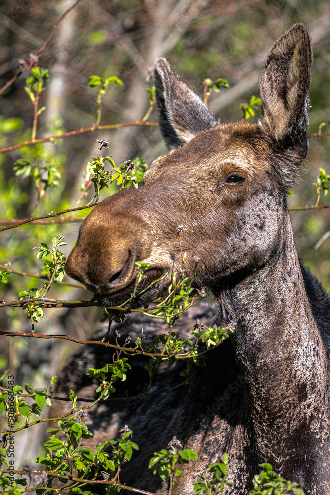 Young American Moose (Alces alces) Feeding on Shrubs in Spring Young American Moose (Alces alces) Feeding on Shrubs in Spring