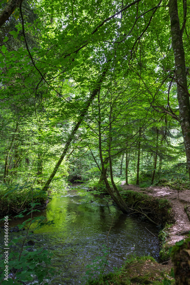 Rivière au fond des Gorges de Villiers au printemps Rivière au fond des Gorges de Villiers au printemps
