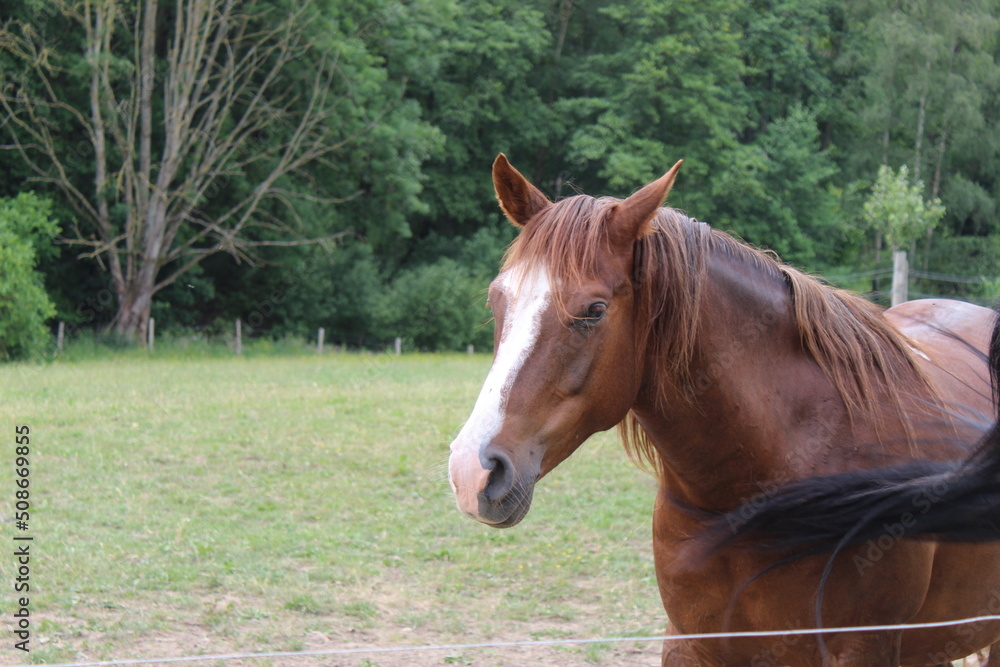 La nature, des chevaux, une ferme avec des tracteurs.
La nature, des chevaux, une ferme avec des tracteurs.