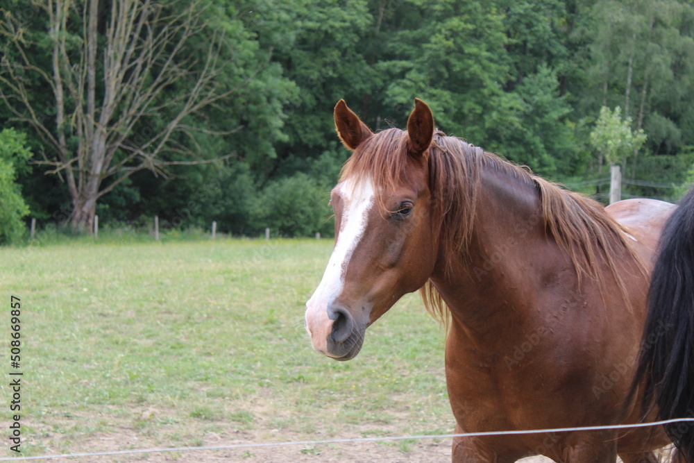 Obraz premium La nature, des chevaux, une ferme avec des tracteurs. 