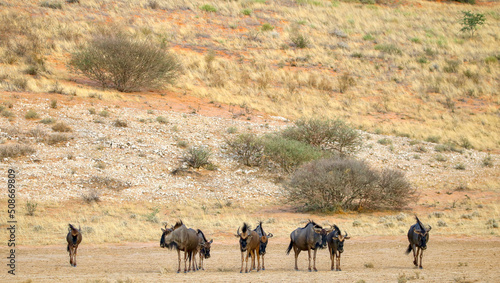 Blue Wildebeest or Brindled Gnu, Kgalagadi, South Africa © Kim