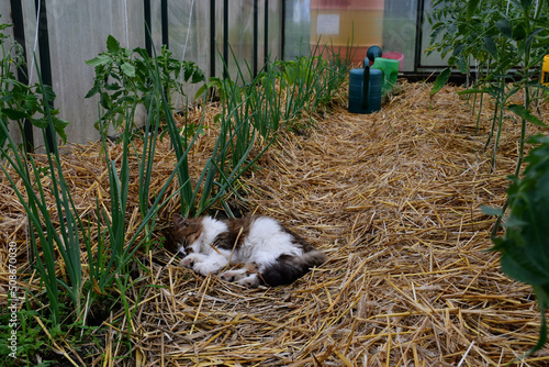 Amateur organic farming. A summer greenhouse with tomato and green onion plants in early summer. Mulching of beds with straw. The kitten is lying on the straw in the greenhouse photo