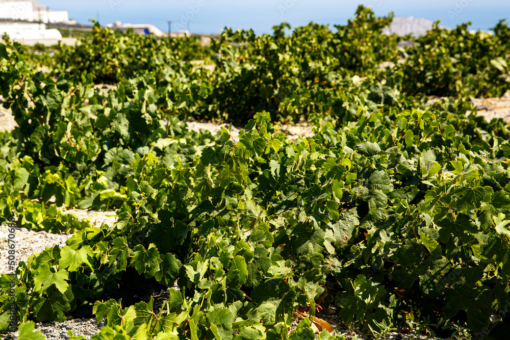 Vineyard field under hot sun in summer.
