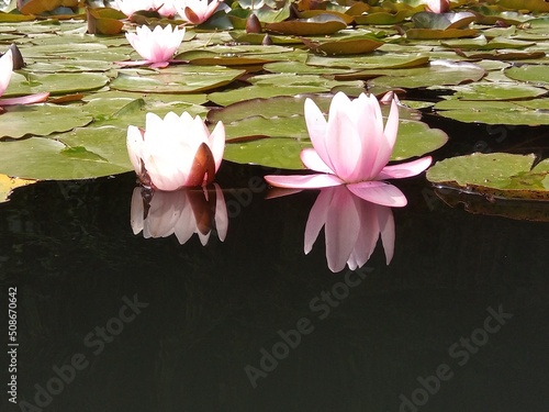 pink water lily