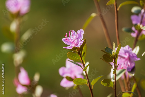 Flowering wild rosemary bush with large pink flowers close-up.