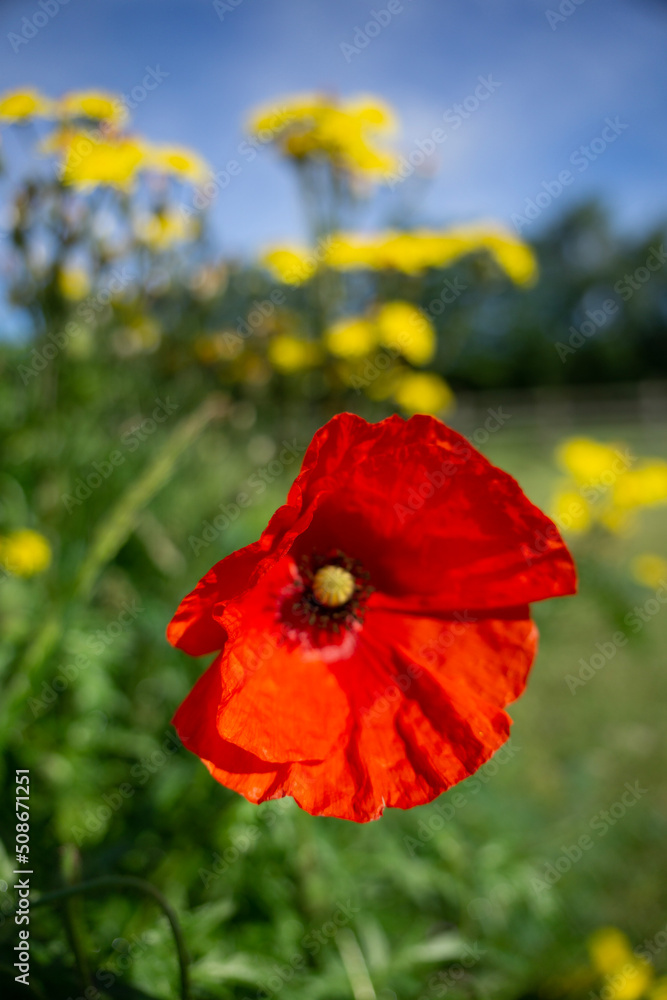 Obraz premium red poppy flower