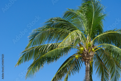 The crown of a coconut tree against the blue sky on a sunny day. Green palm leaves and fruits.