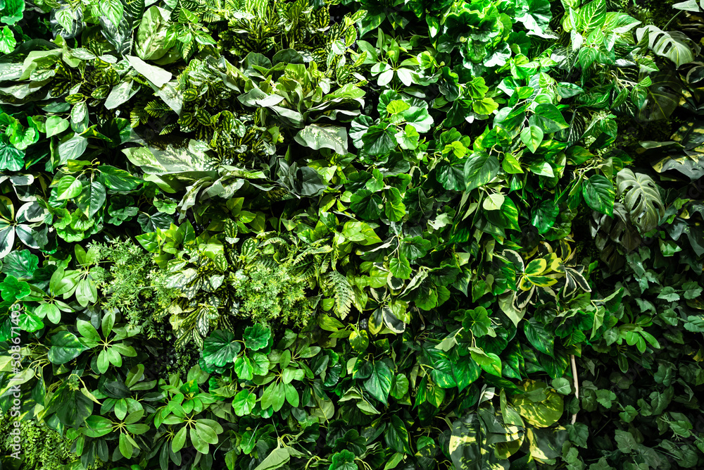 Tropical green Background