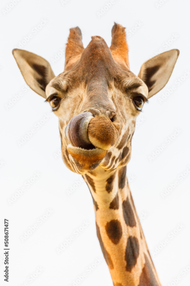 Obraz premium giraffe isolated on white