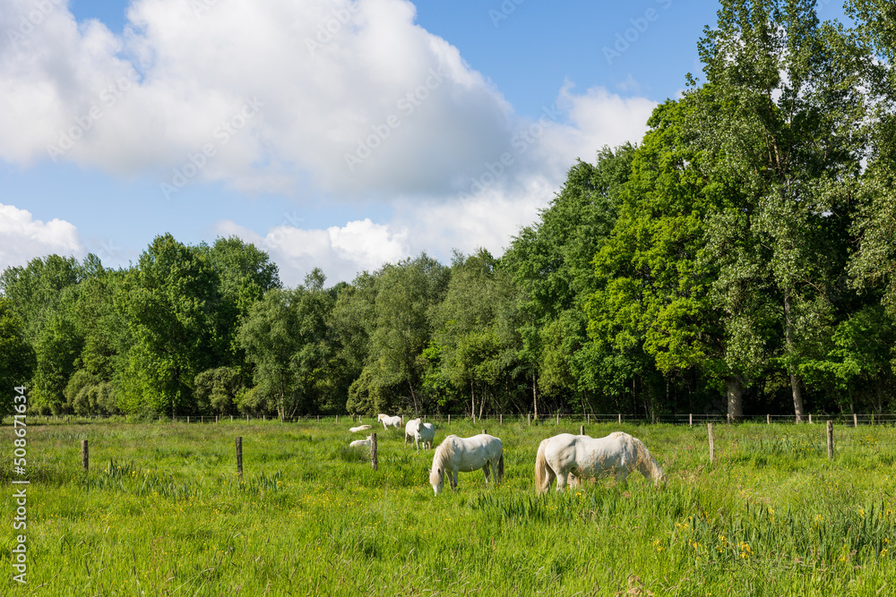 Fototapeta premium Chevaux blancs dans les pâturages du Marais du grand Hazé à Briouze