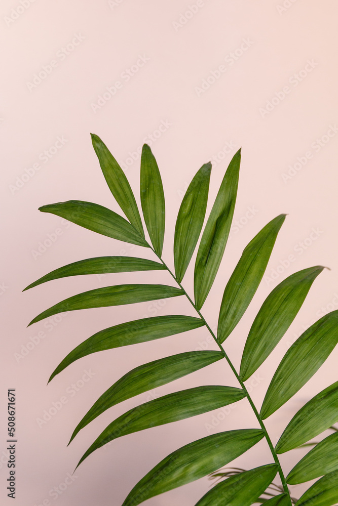 palm leaf with shadow  on a pink background
