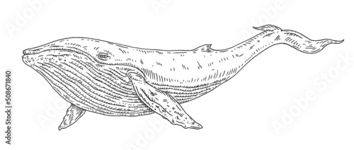 Whale on white. Vintage engraving monochrome black illustration.