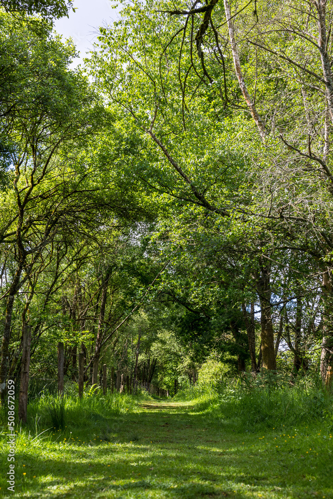 Chemin de randonnée autour du Marais du Grand Hazé à Briouze au printemps Chemin de randonnée autour du Marais du Grand Hazé à Briouze au printemps