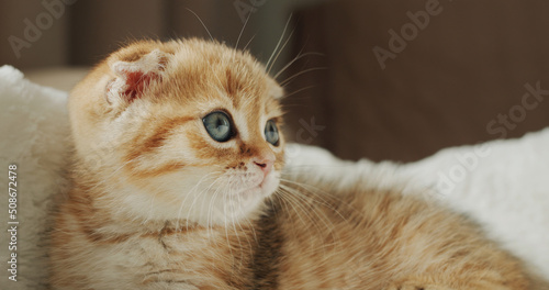 Portrait of a cute ginger kitten