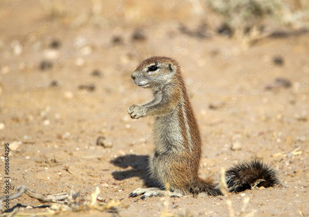 Young Cape Ground Squirrel, Kgalagadi, South Africa Young Cape Ground Squirrel, Kgalagadi, South Africa