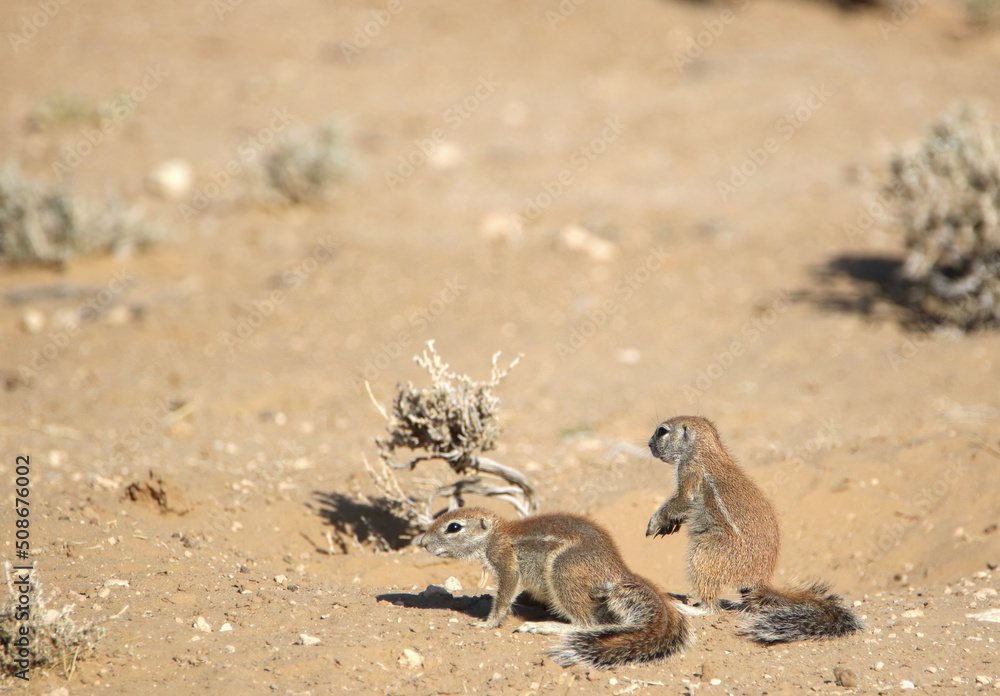 Young Cape Ground Squirrel, Kgalagadi, South Africa Young Cape Ground Squirrel, Kgalagadi, South Africa