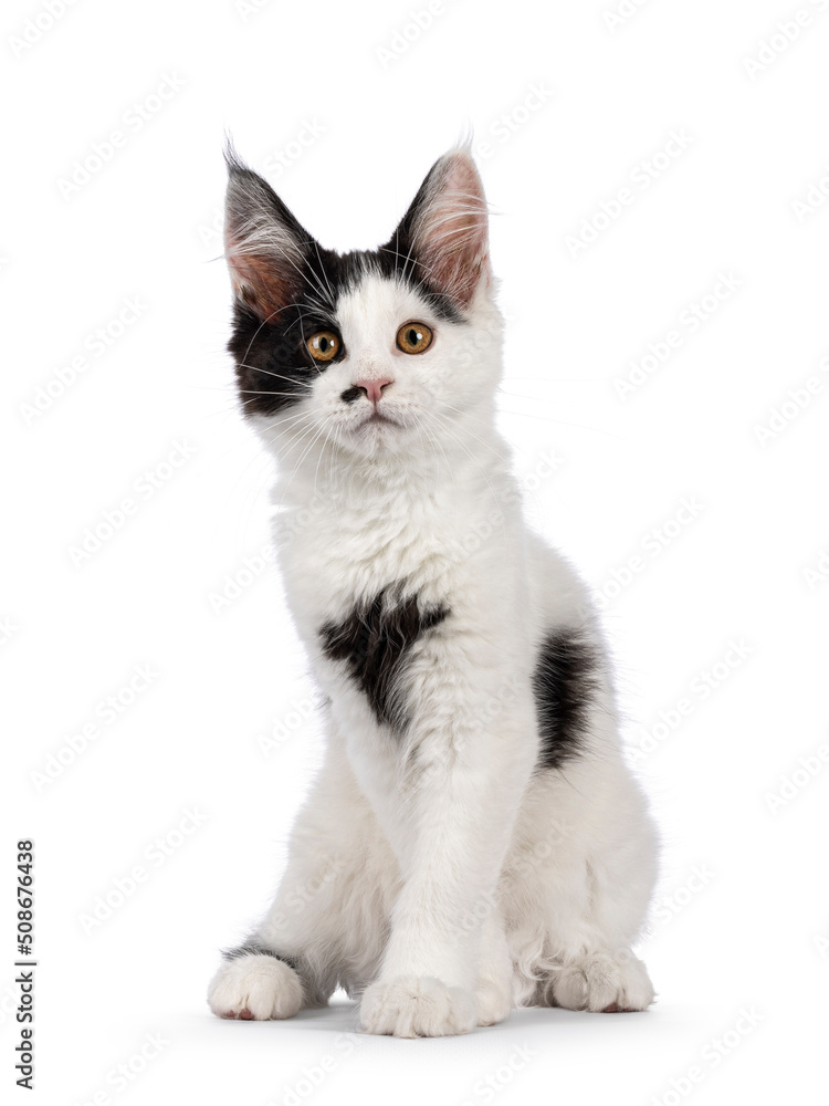 Cute black and white Maine Coon cat kitten, sitting up facing front. Looking straight to camera with sweet head tilt. Isolated on a white background. Paws crossed.