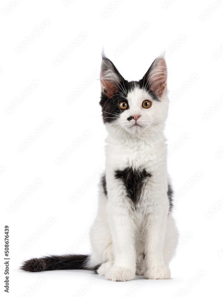 Cute black and white Maine Coon cat kitten, sitting up facing front. Looking straight to camera. Isolated on a white background.