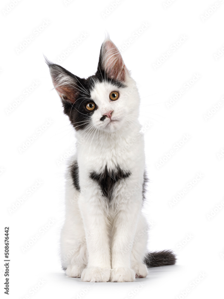 Cute black and white Maine Coon cat kitten, sitting up facing front. Looking straight to camera with sweet head tilt. Isolated on a white background.