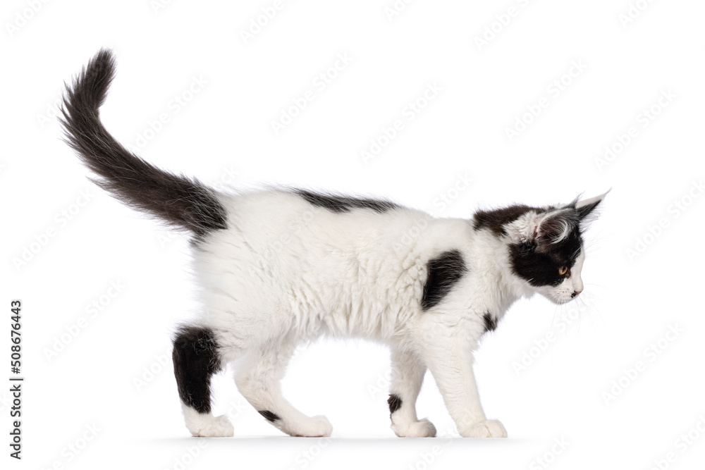 Obraz premium Cute black and white Maine Coon cat kitten, walking side ways. Looking ahead away from camera. Isolated on a white background.