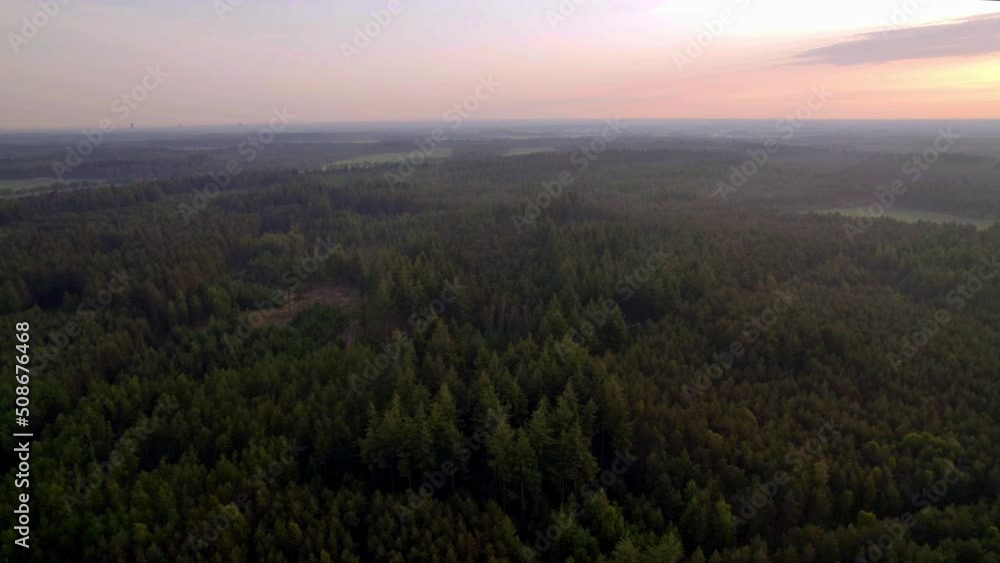 Nature Aerial View of Agroforestry. Flying over the treetops of the pine forests, with the thinning of the forests, flying during sunset with orange sky glow on the horizon Nature Aerial View of Agroforestry. Flying over the treetops of the pine forests, with the thinning of the forests, flying during sunset with orange sky glow on the horizon