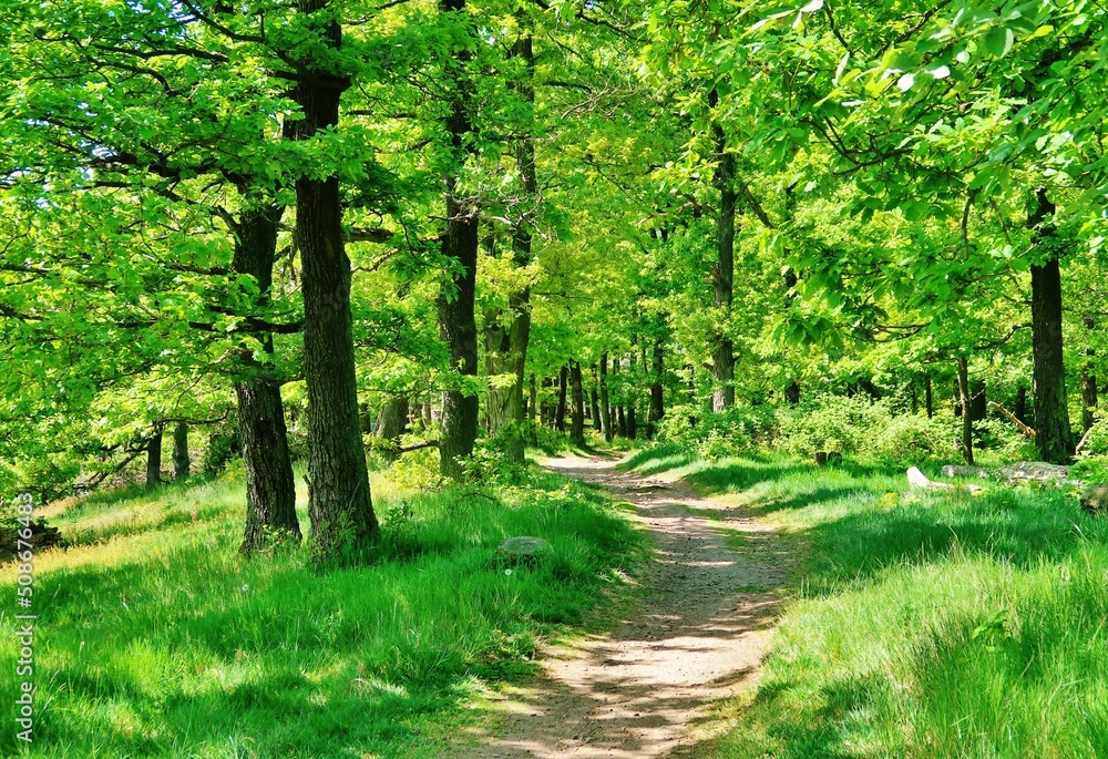 Obraz premium Wald am Grossen Drachenstein, Eisenach