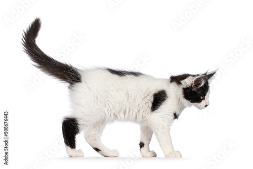 Cute black and white Maine Coon cat kitten, walking side ways. Looking ahead away from camera. Isolated on a white background.