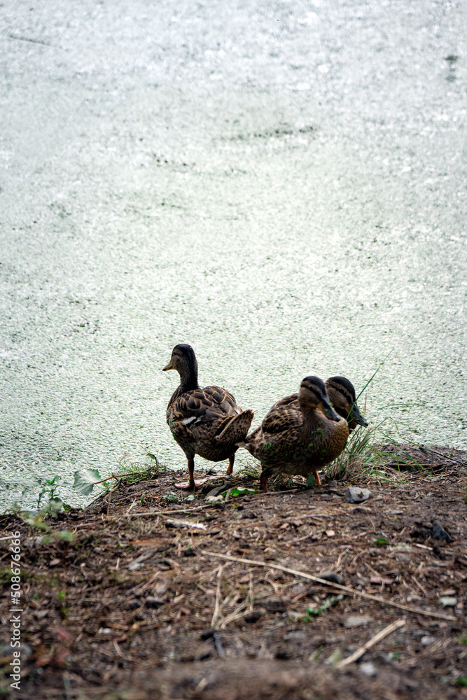 two young ducks sit on a water two young ducks sit on a water
